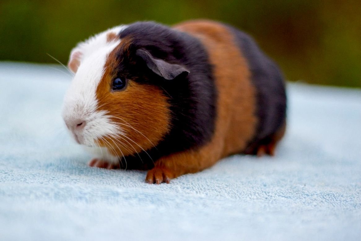 Cavia для морских свинок