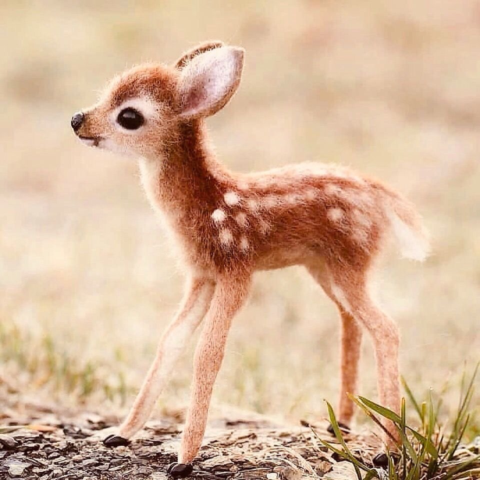 Пятнистый олень Оленята