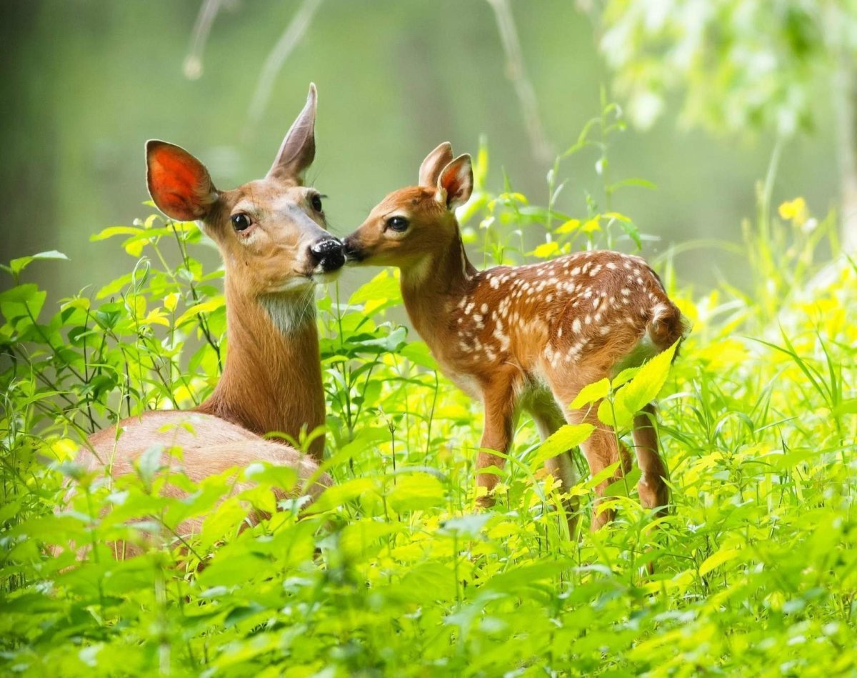 Олениха с олененком