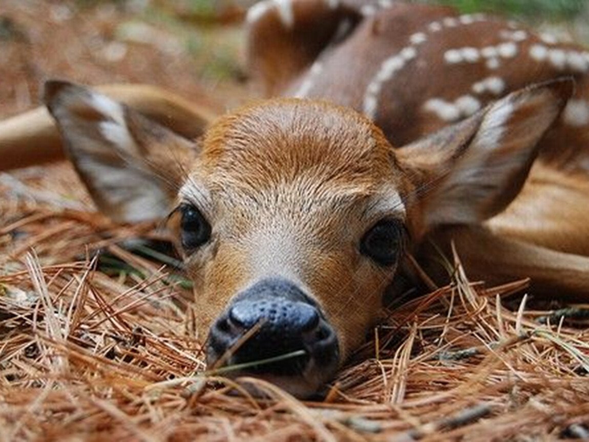 Новорожденный Олененок