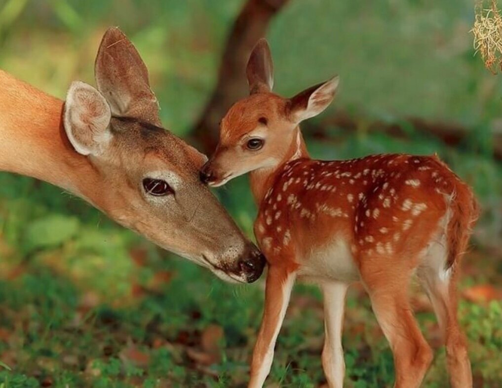 Пятнистый олень Оленята