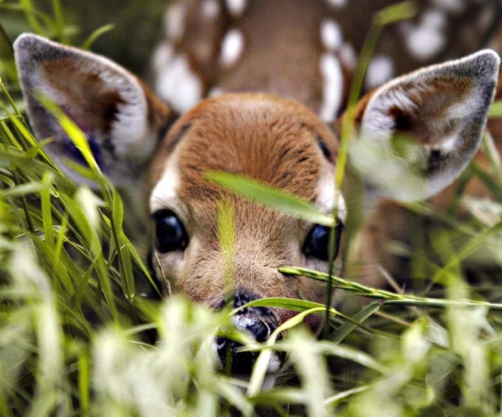 Олененок в траве