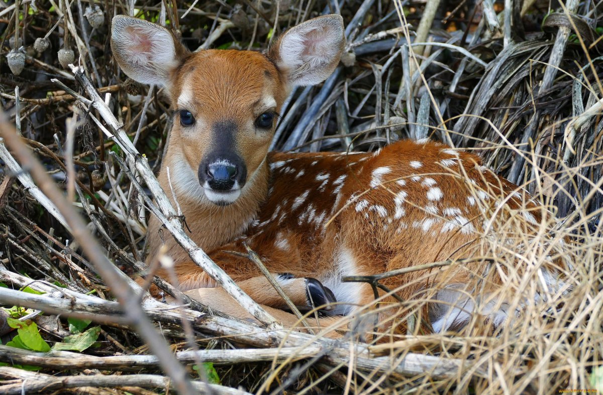 Детеныш косули пятнистый Сибирь