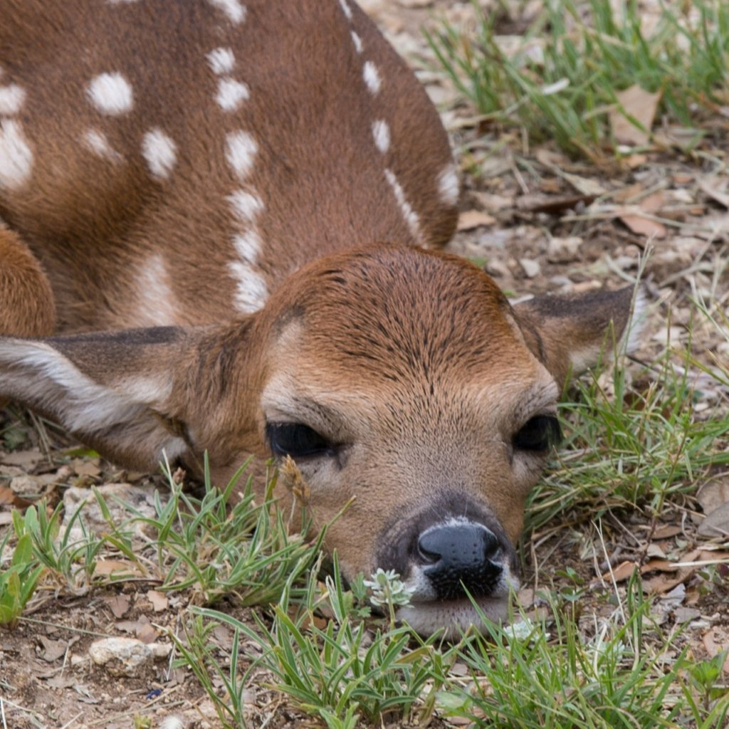 Спящий Олененок