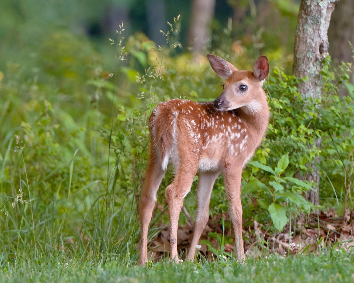 Любопытный Олененок