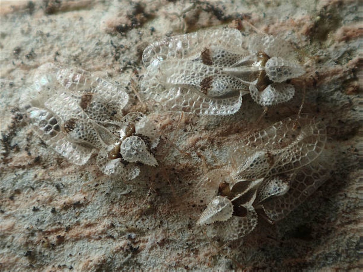 Corythucha ciliata