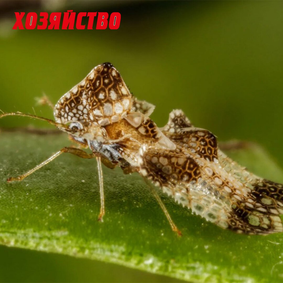 Борьба с вредителем клоп