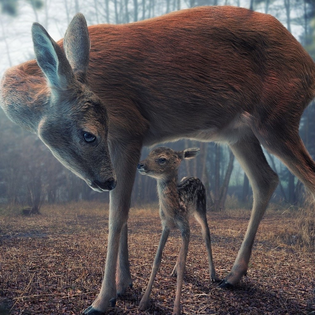 Олениха с олененком