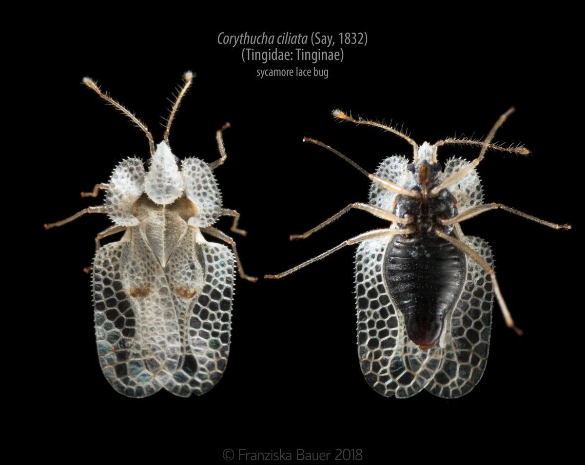 Дубовый клоп-Кружевница Corythucha arcuata