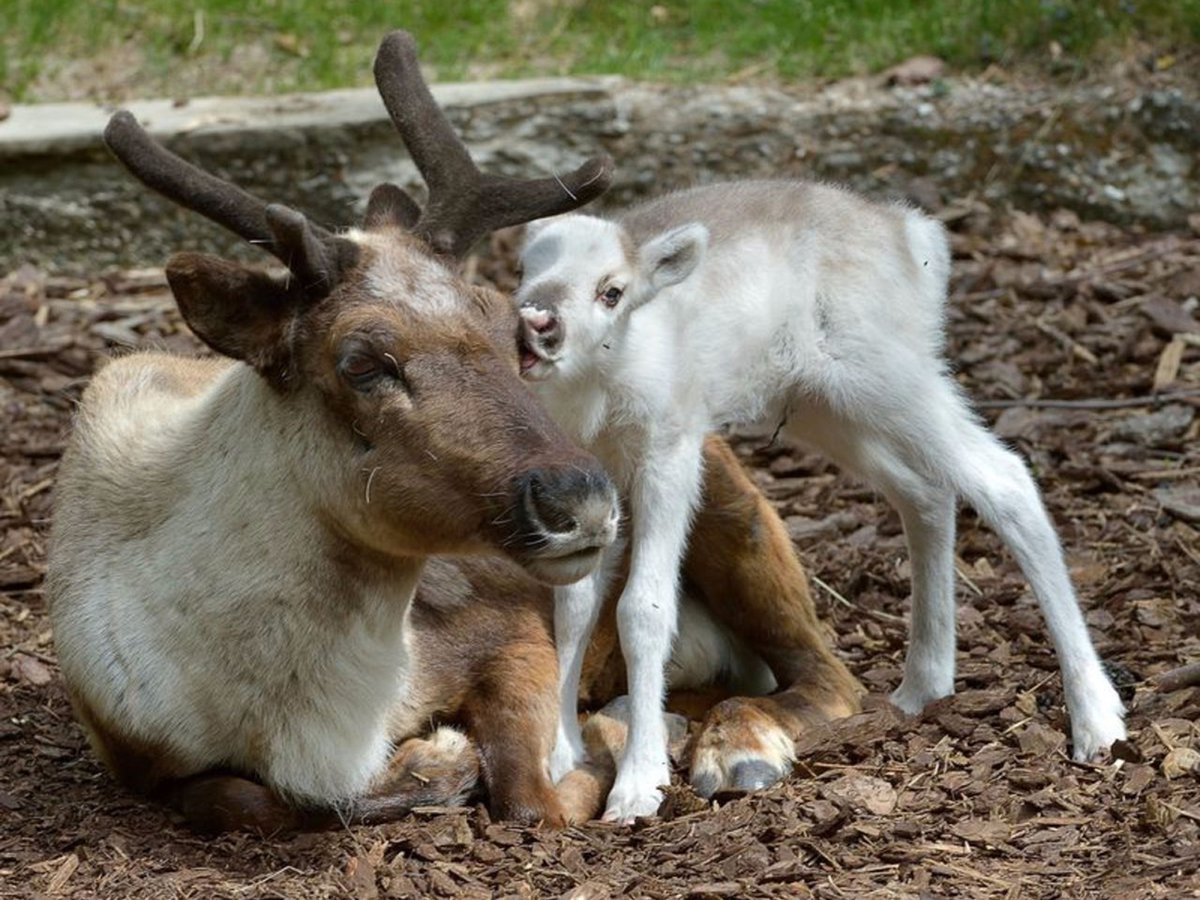 Северная олениха с олененком