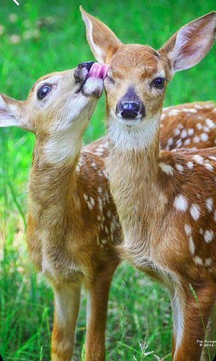 Пятнистый олень детеныш