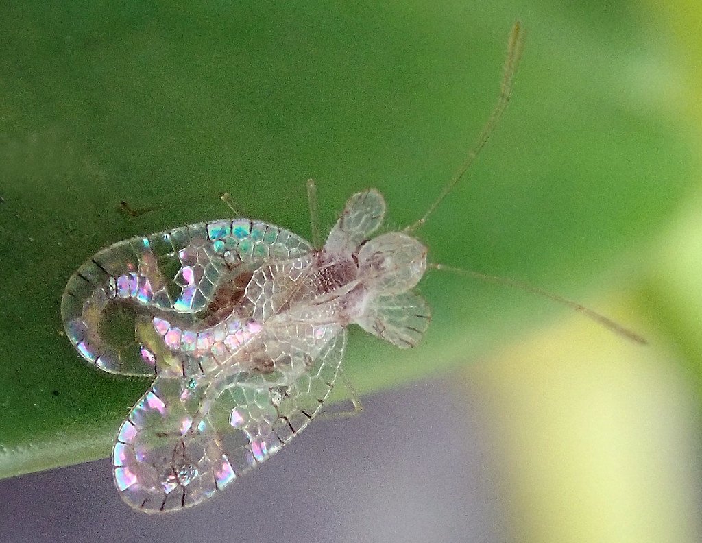 Кружевница (Stephanitis pyrioides)