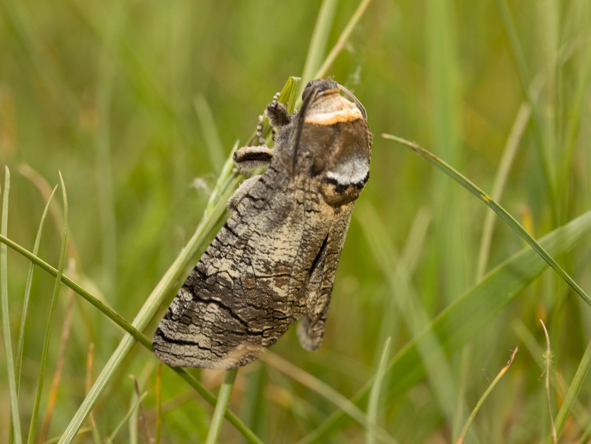 Бабочка шашеля