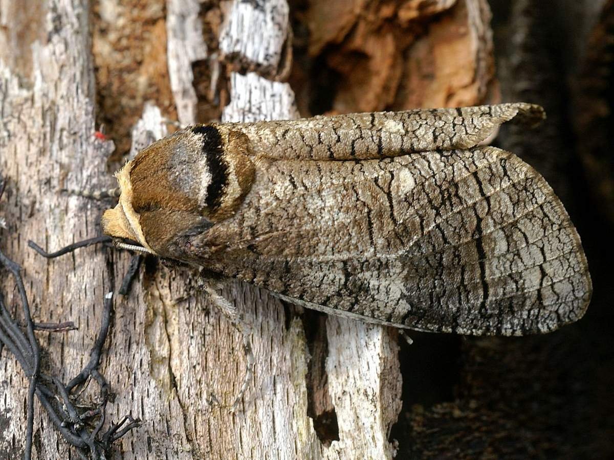 Древоточец ивовый бабочка