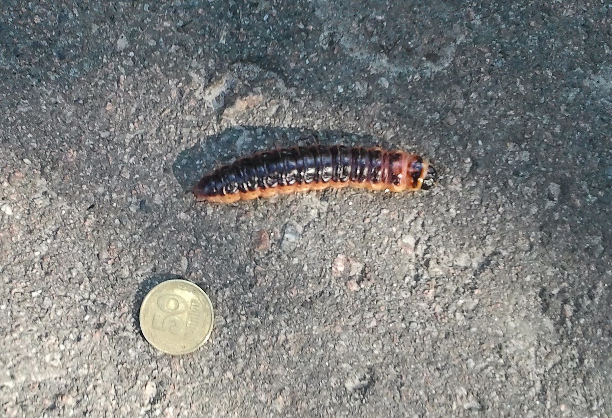 Моль платяная шелкопряд