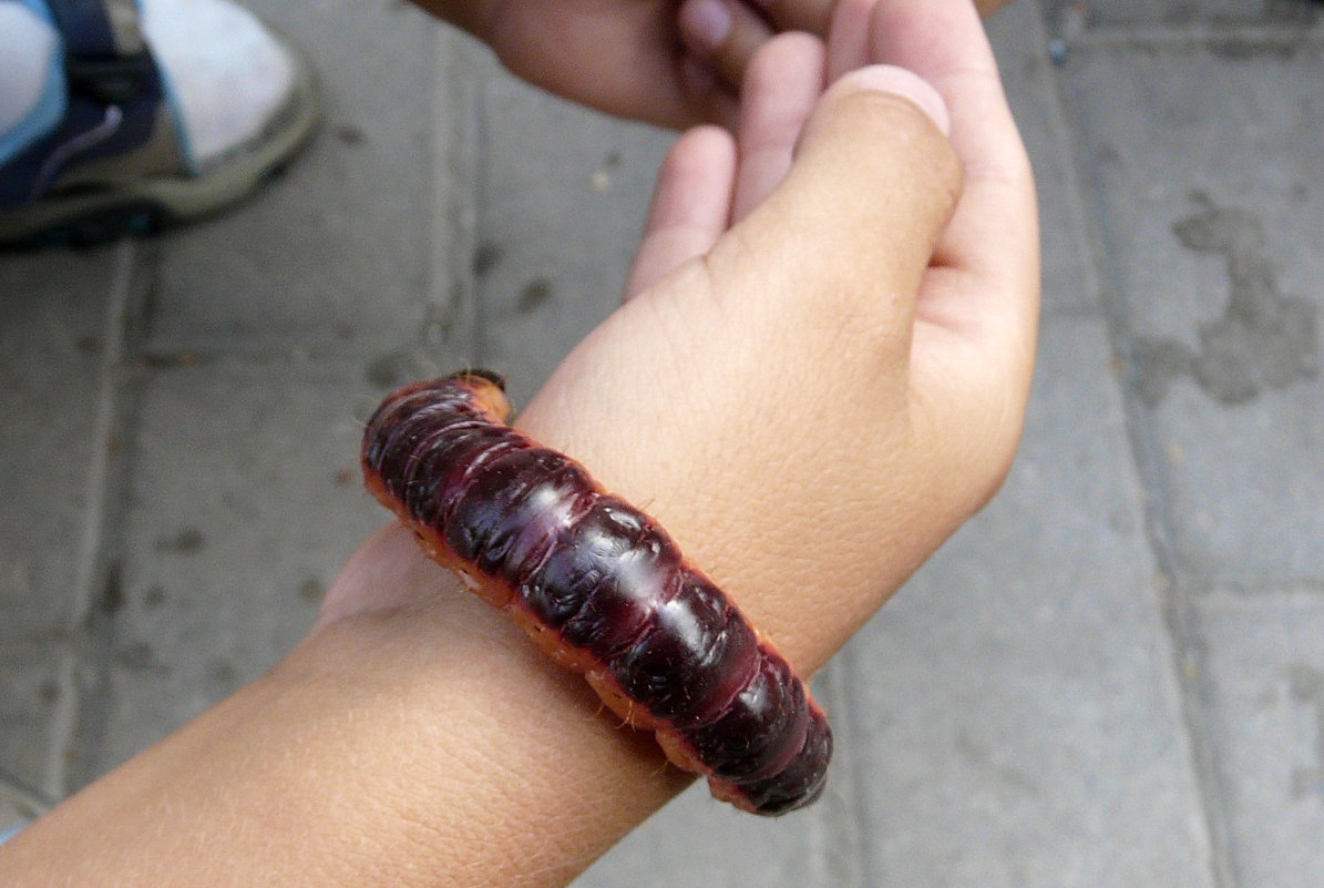 Бражник мёртвая голова гусеница