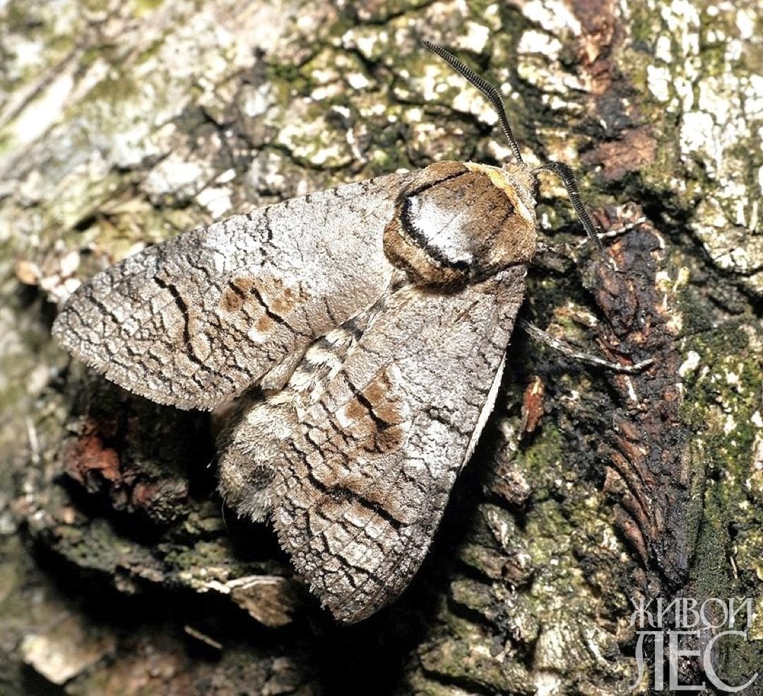 Ивовый древоточец гусеница