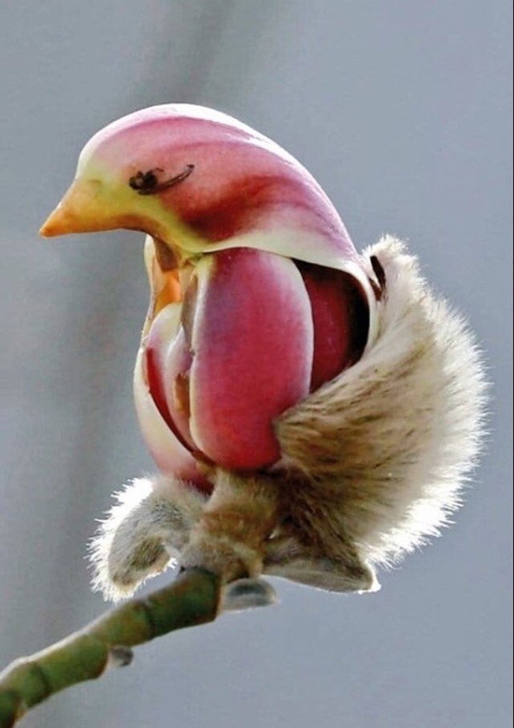 Магнолия Лилифлора птичий