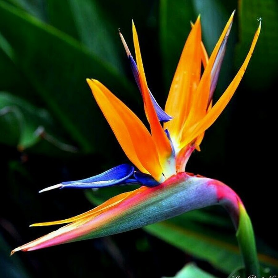 Bird of Paradise Flower