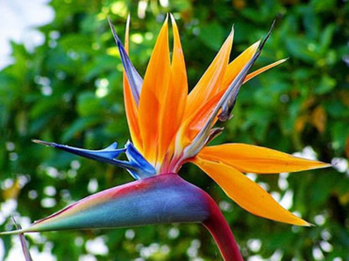 Стрелиция Королевская Райская птица