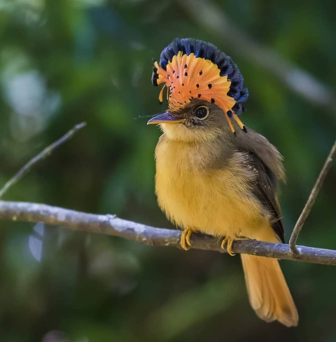 Королевский венценосный мухоед