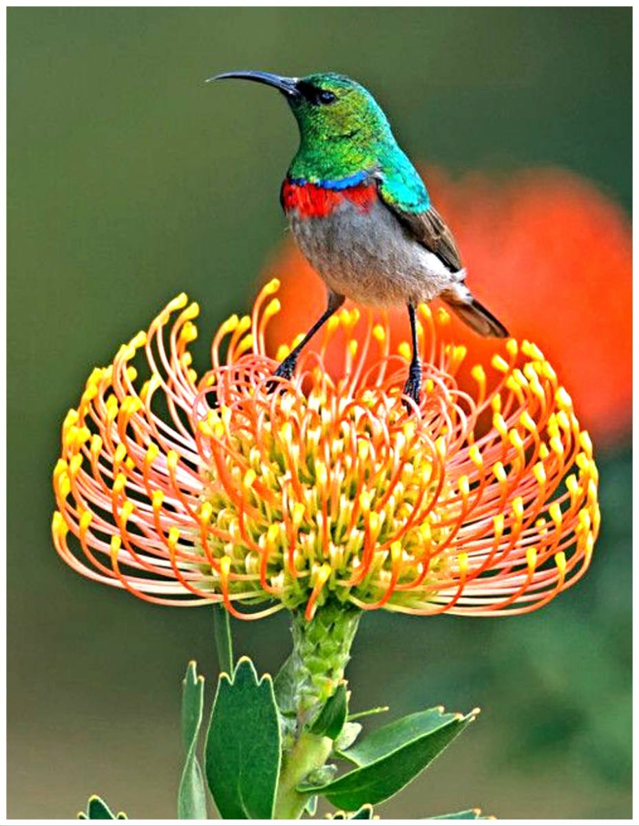 Райские птицы с шипами