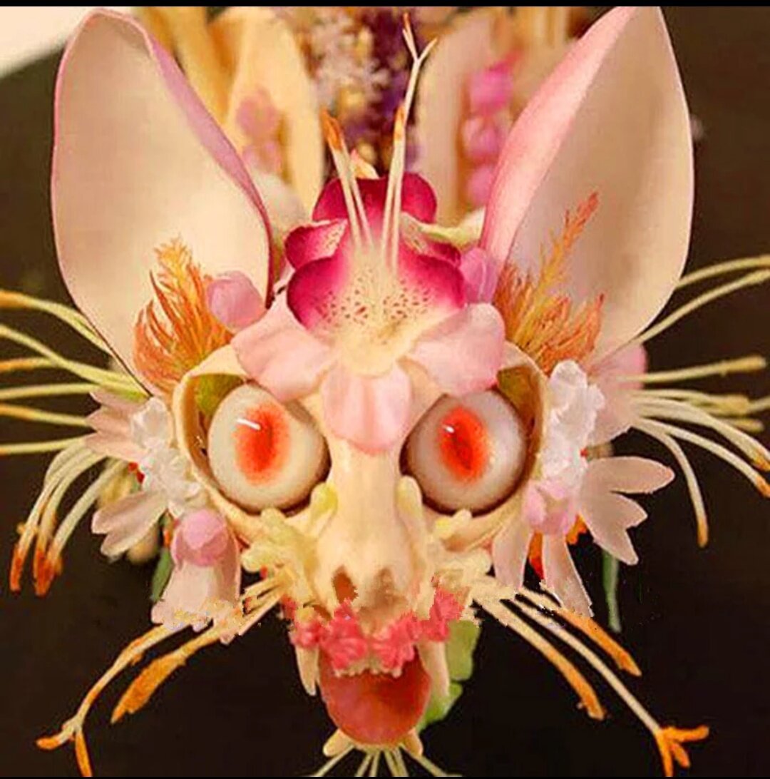 Орхидея манки фейс