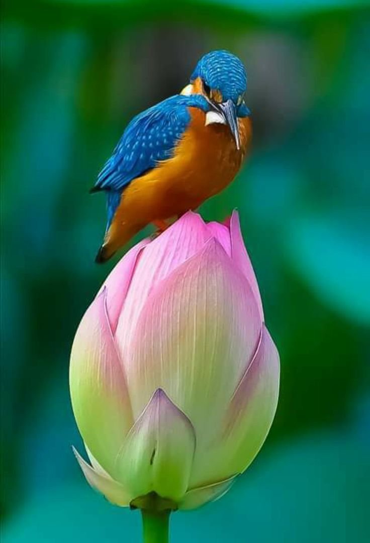 Зимородок на лотосе