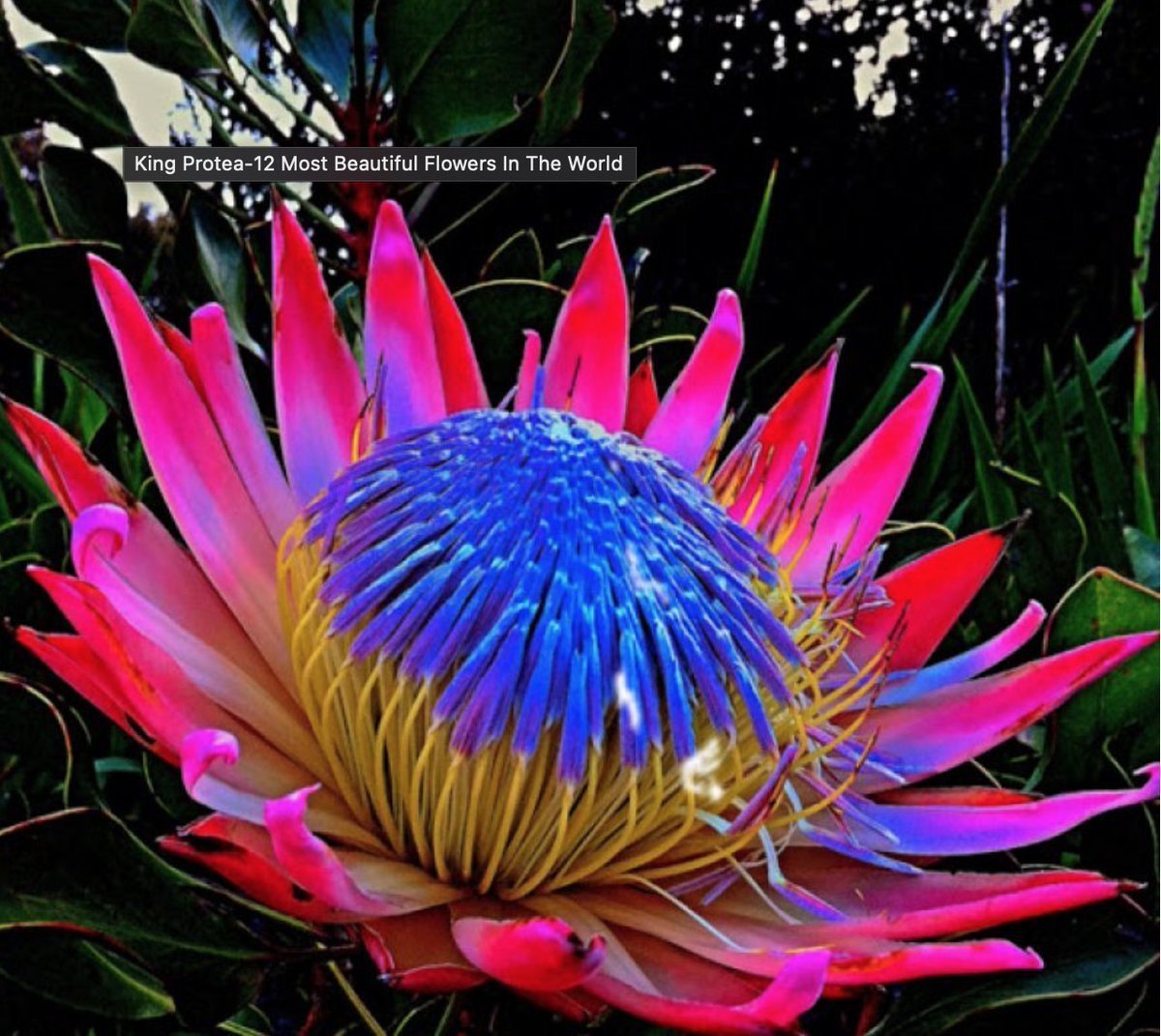 Тропический цветок протея