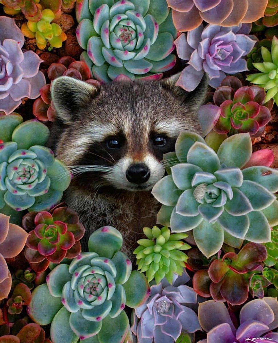 Енот в цветах