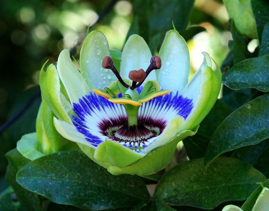 Маракуйя pandora