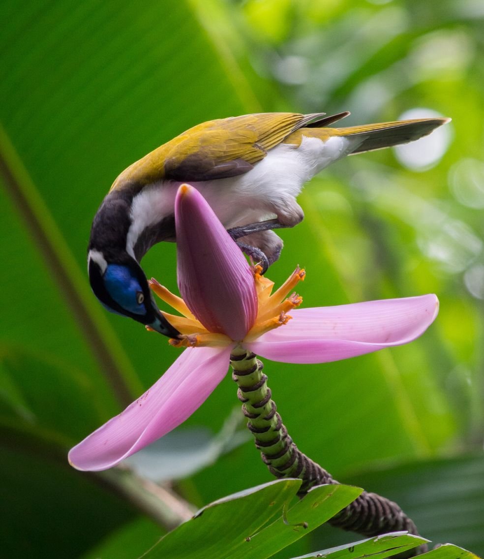 Птицы на экзотическом цветке