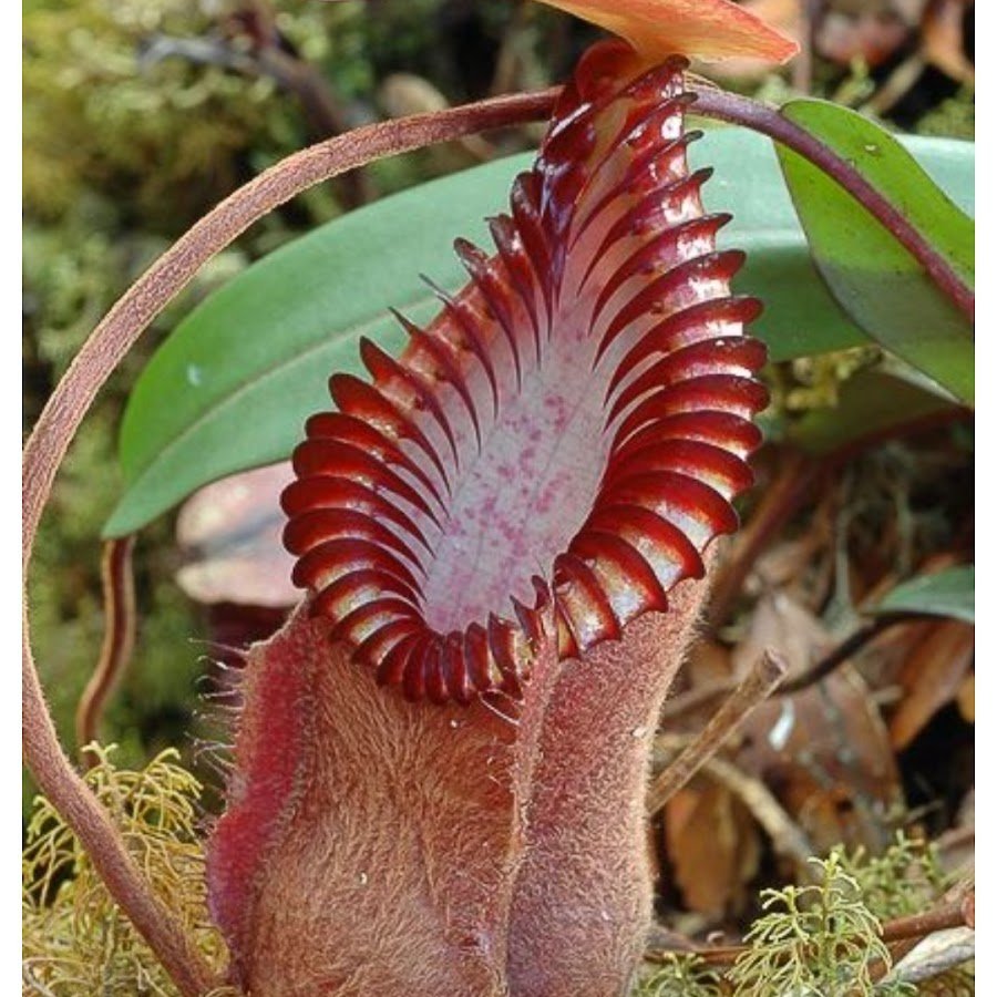 Экзотические волосатые растения