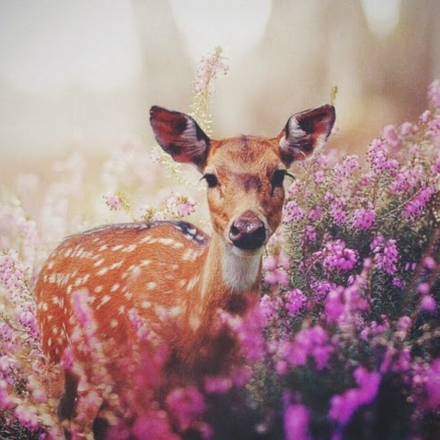 Лань в цветах
