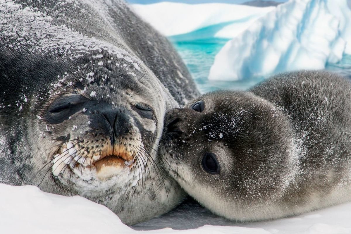 Тюлень Уэдделла Антарктида