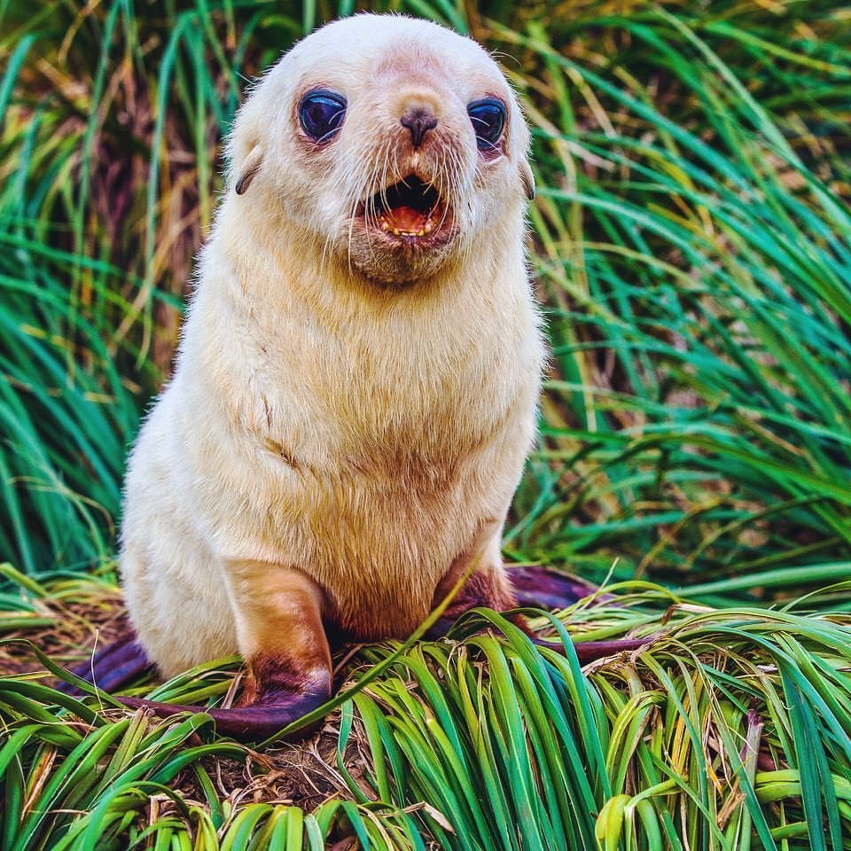 Нерпа Сахалинская