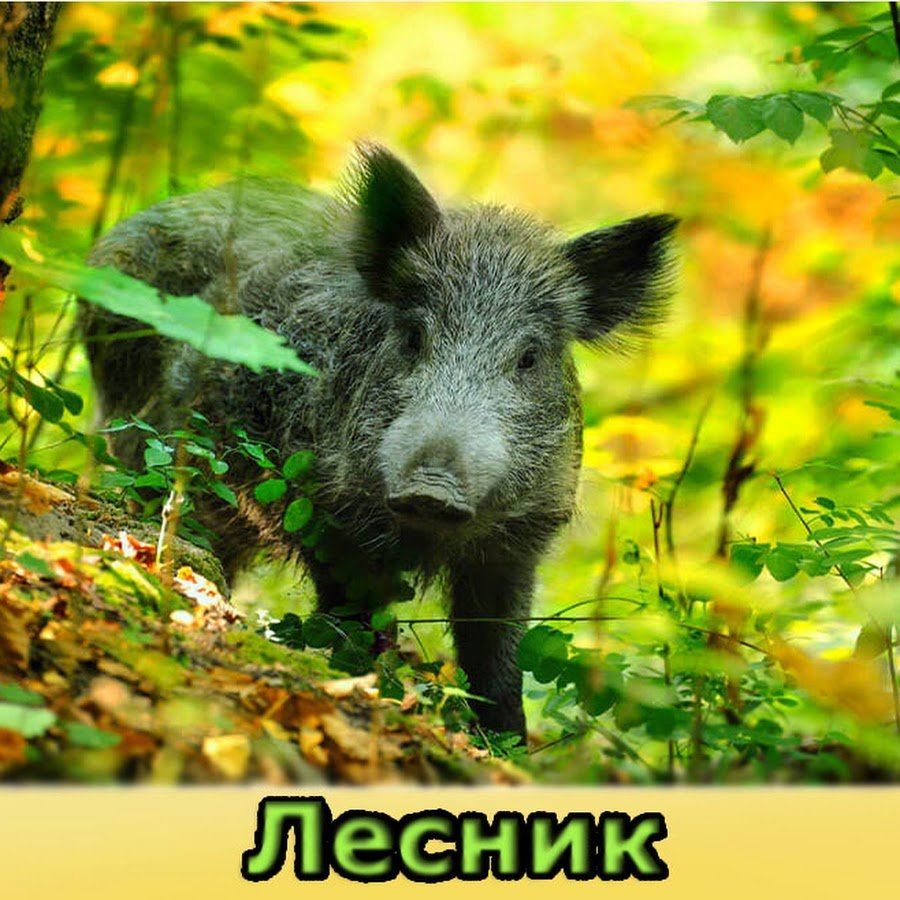 Самый большой дикий кабан секач