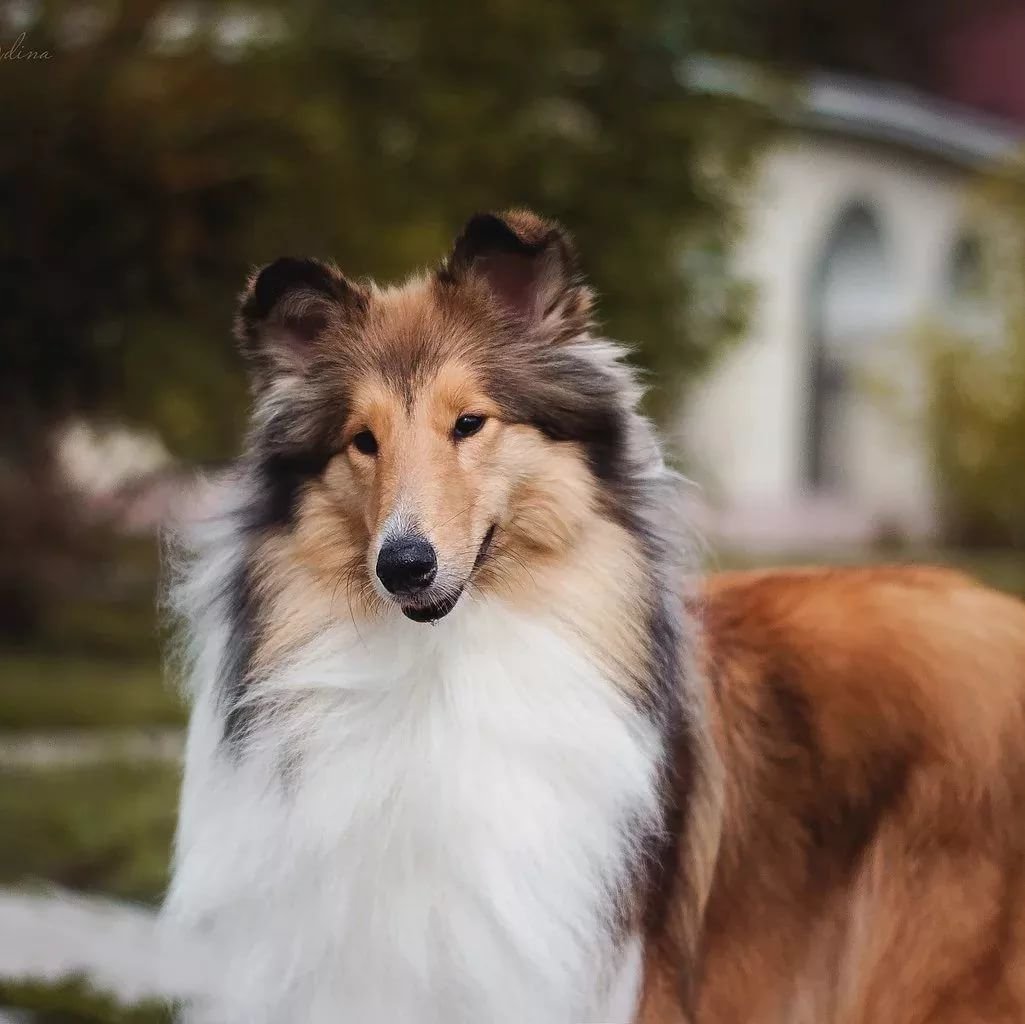 Шотландская колли длинношерстный