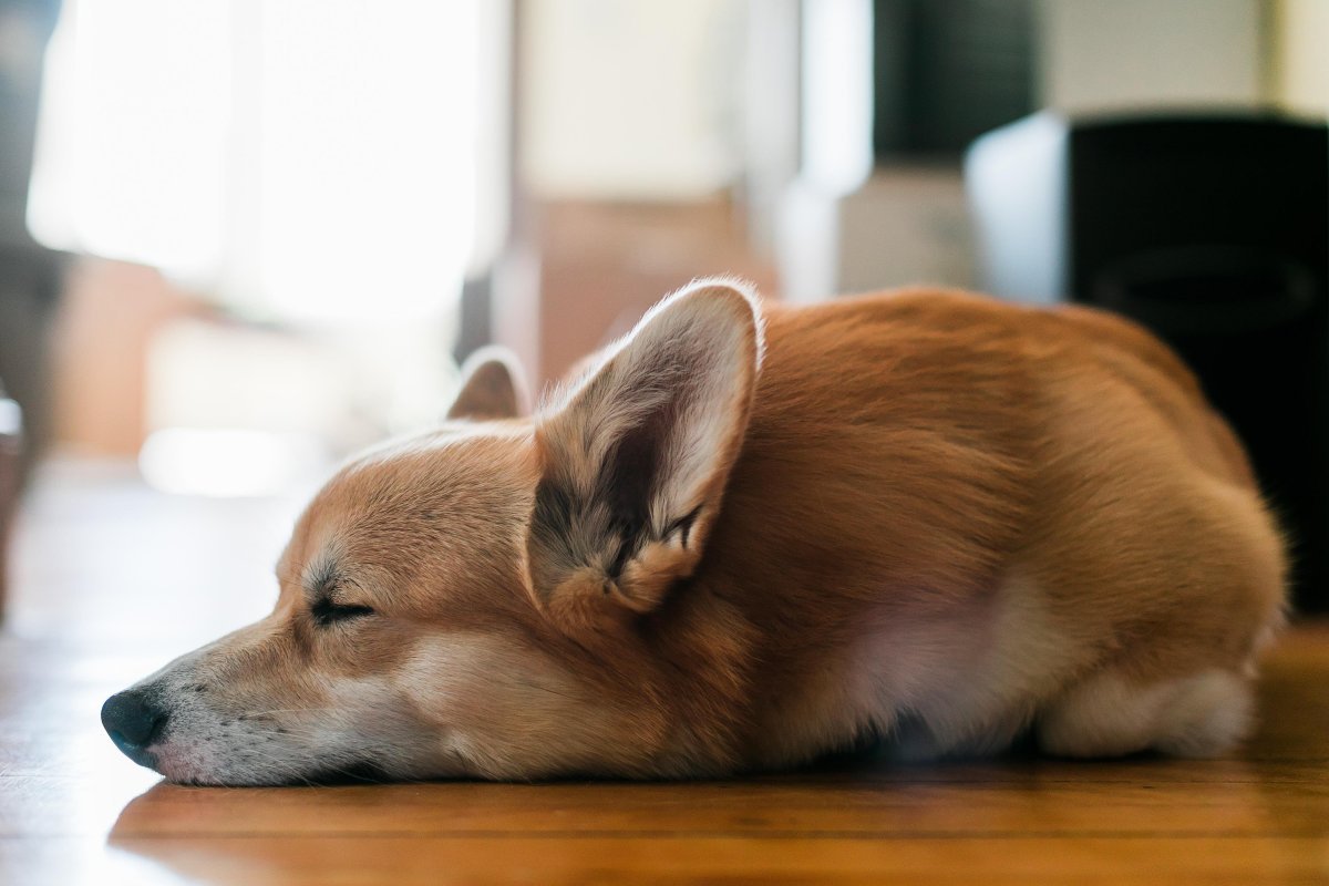 Корги гладкошерстный