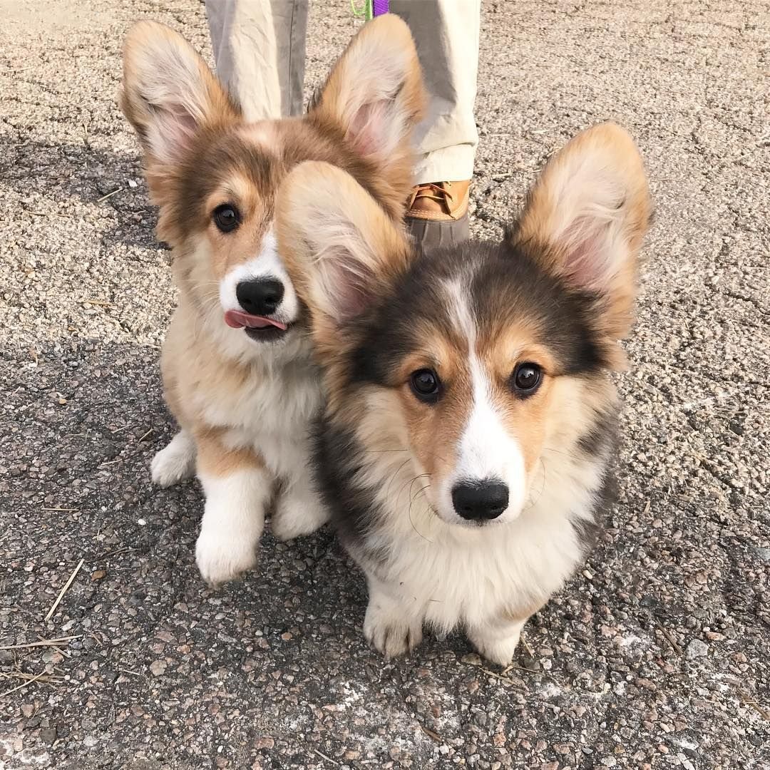 Хмонт и корги