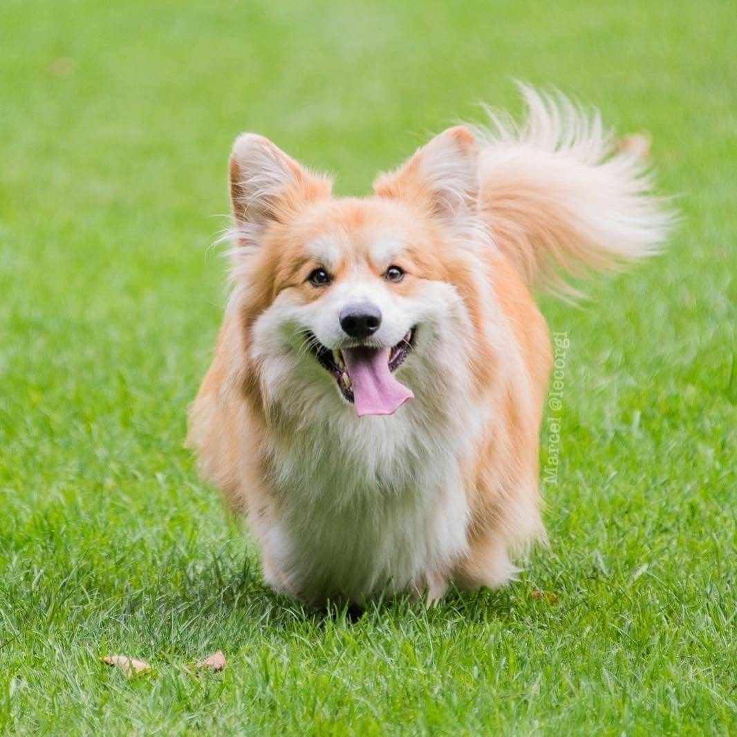 Корги пемброк пушистый