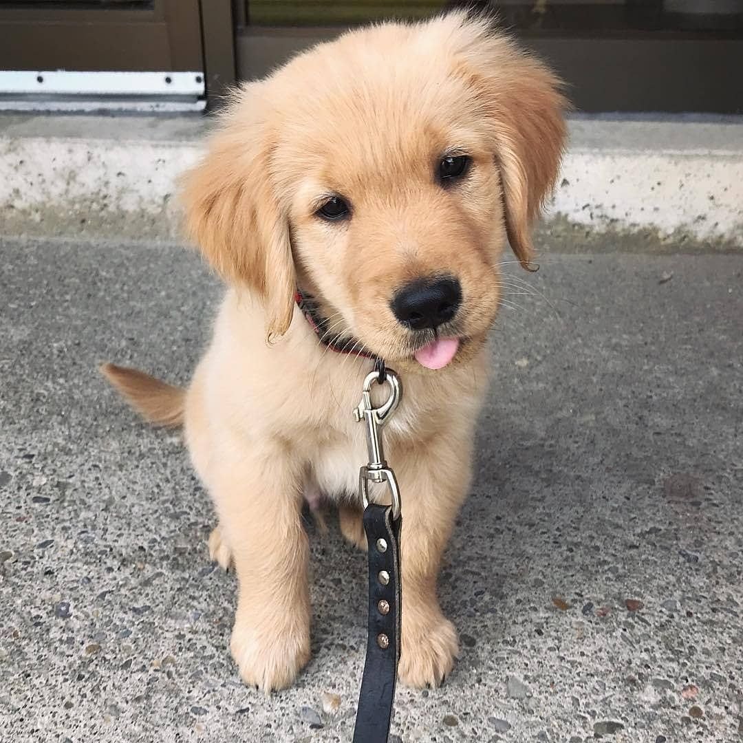 Канадский золотистый ретривер