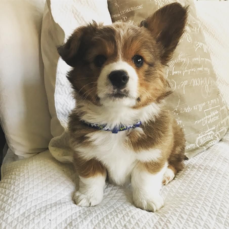 Щенок корги флаффи 1 месяц