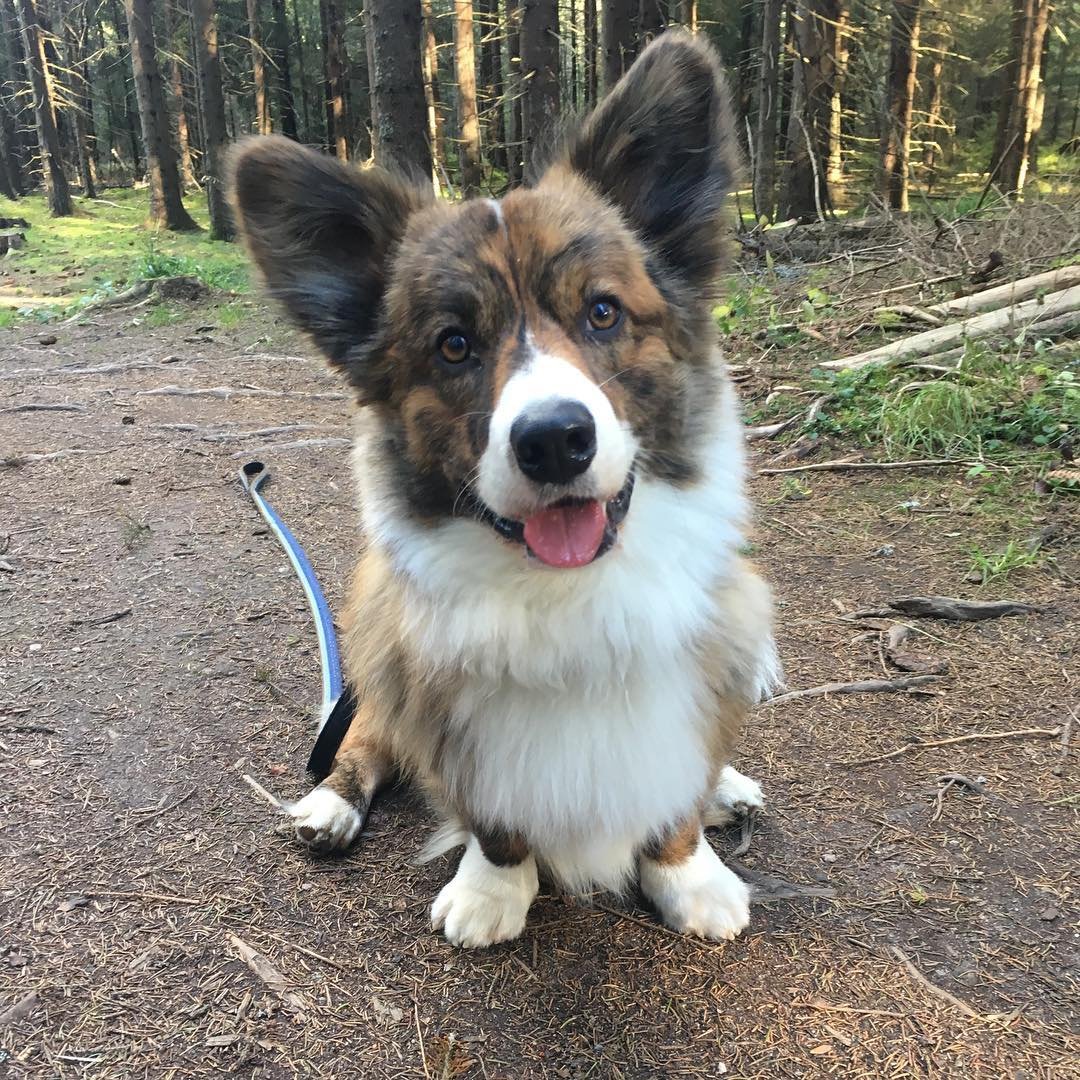 Вельш корги кардиган флаффи