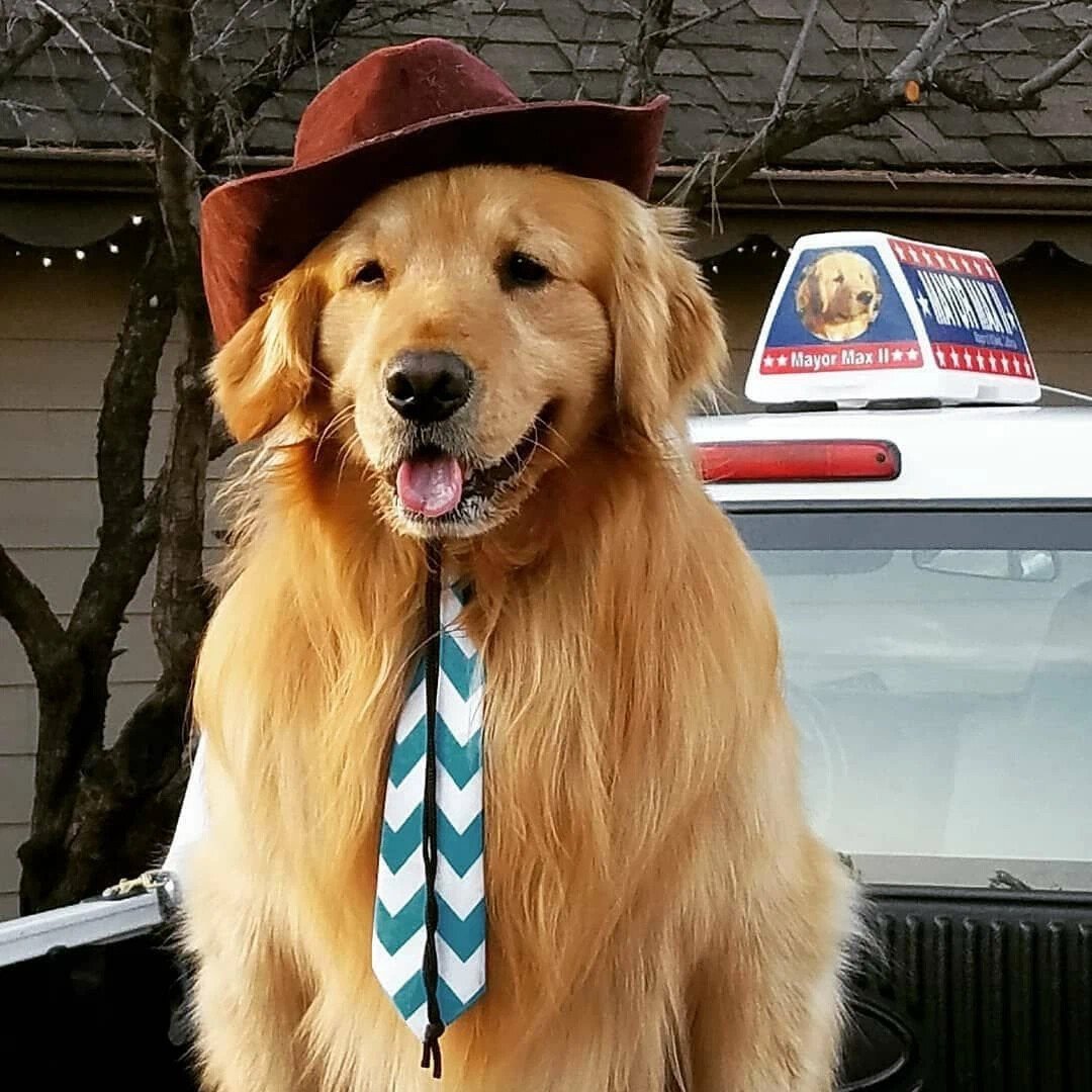 Золотистый ретривер стандарт