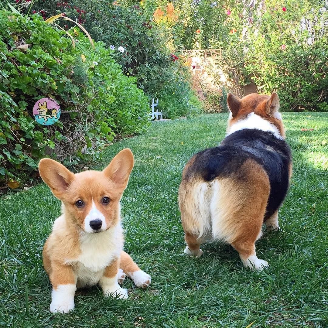 Вельш корги пемброк обои