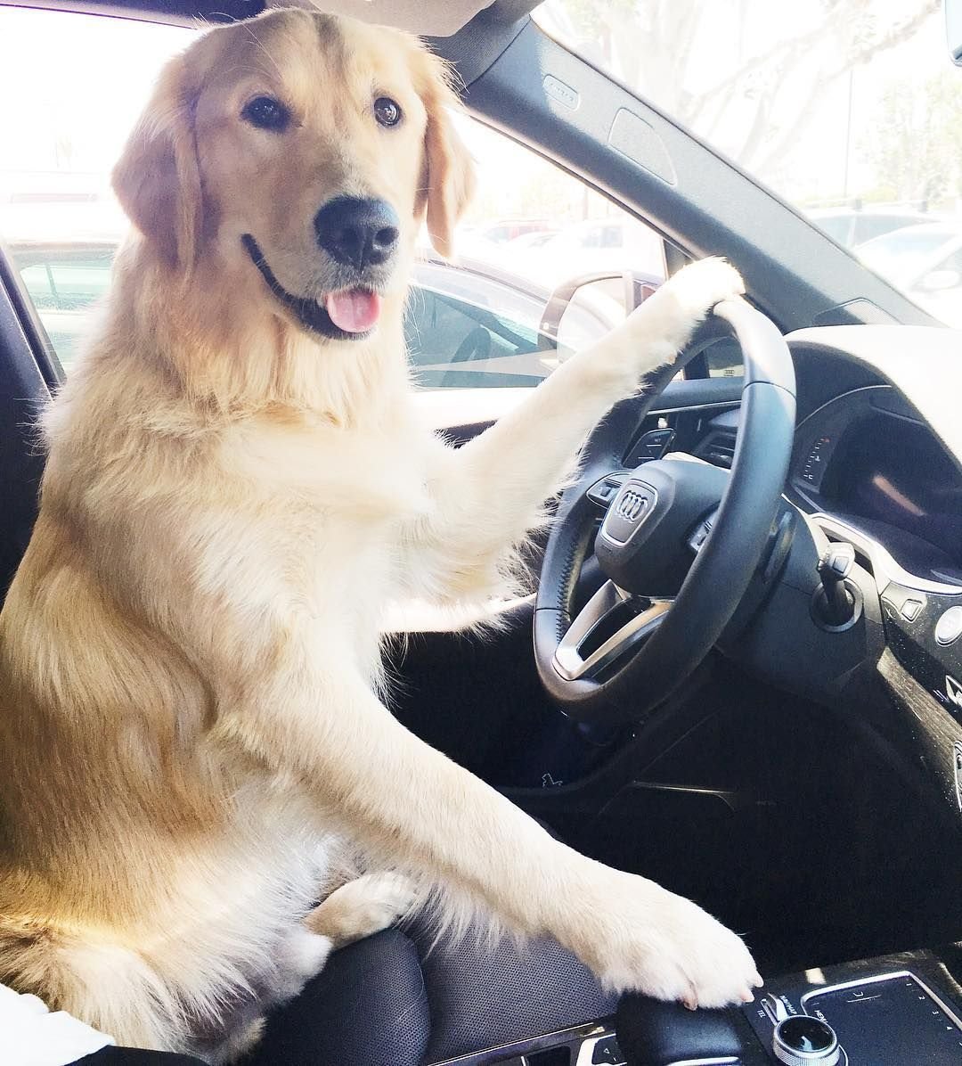 Порода собак Голден ретривер