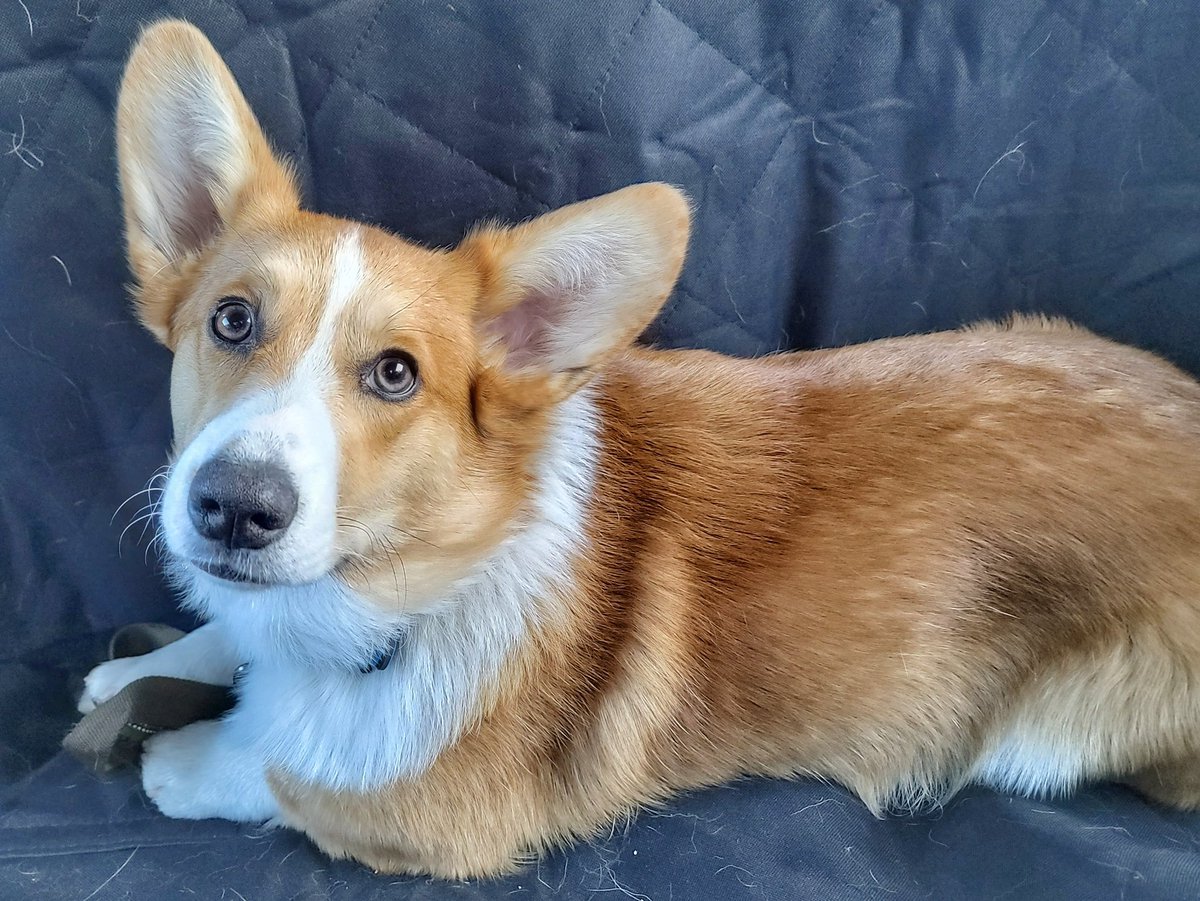 Колли пемброк