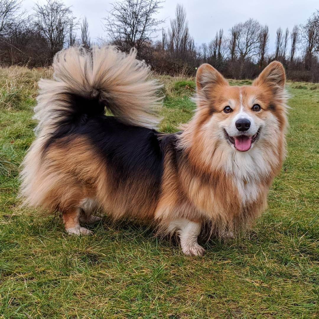 Корги флаффи щенок