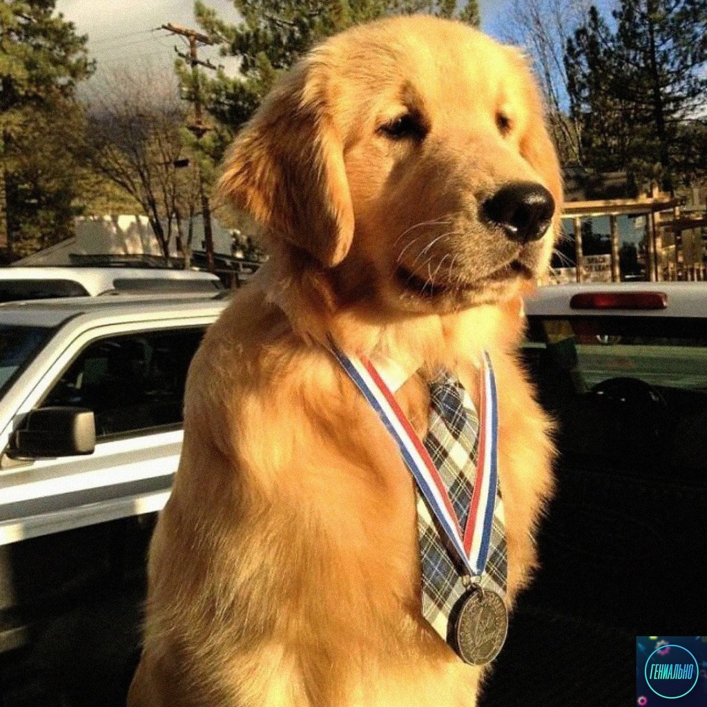 Щенки и собаки